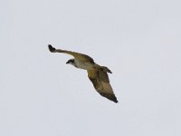 Fischadler (Pandion haliaetus) 10